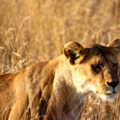 Serengeti Safari-23