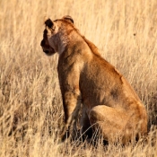Serengeti Safari-26