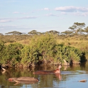 Serengeti Safari-27