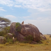 Serengeti Safari-5