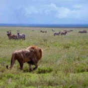 Serengeti Safari-6