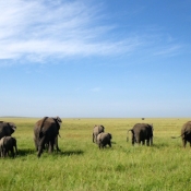 Serengeti Safari-15