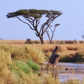 Serengeti Safari-39