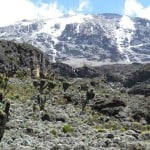 Kilimanjaro-Safari