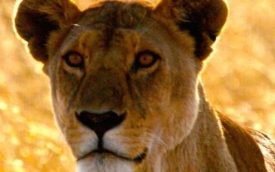 Serengeti-Lion