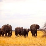 Elephants-in-Tarangire-National-Park