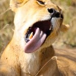 Lion-in-Serengeti