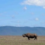 The-Big-Five-Rhino