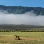 Lioness-in-Ngorongoro-Crater