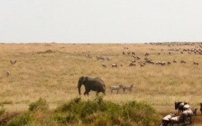 Mara-River-Wildebeest-Migration