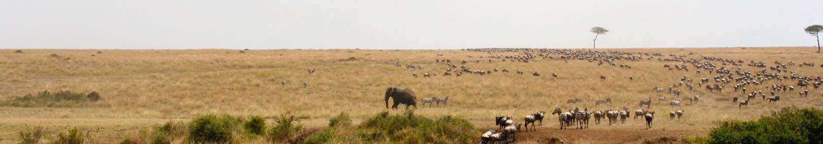 Mara-River-Wildebeest-Migration