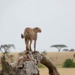 Serengeti-Ngorongoro-CraterSafari-1