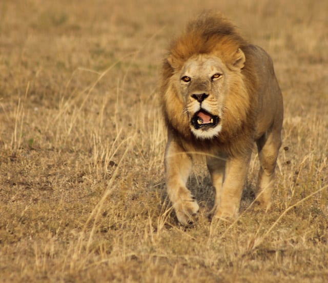 Tipps Afrika-Reise Löwen sehen